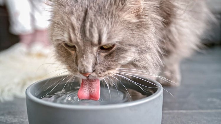 A grey fluffy cat drinking water from a bowl, with its tongue visible.