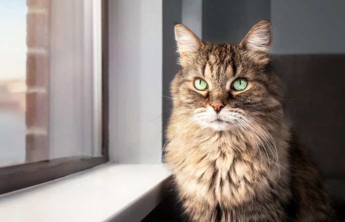 A cat sits by a window