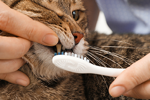 A person brushes a tabby cat's teeth with a white toothbrush.