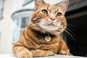 An orange tabby cat with a black collar and gold tag lies on a ledge, looking up and to the left.