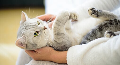 A person gently holding a tabby cat upside down.