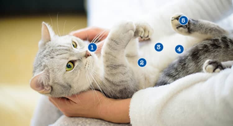 A person gently holding a tabby cat upside down.