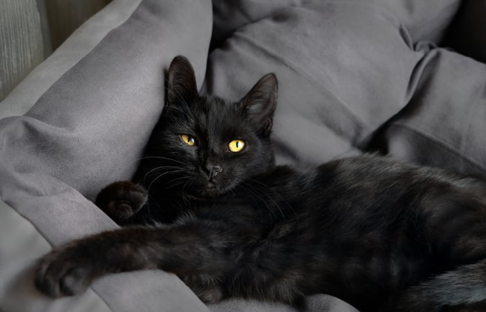 Black cat on a cushion