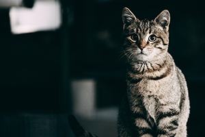 A grey tabby cat with bright green eyes gazes towards the camera in the dark.