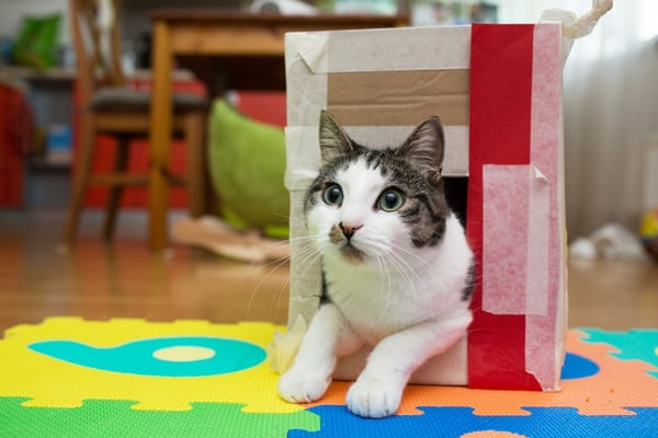 white and grey cat playing in a box