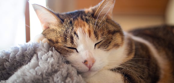 cat with cosy blanket