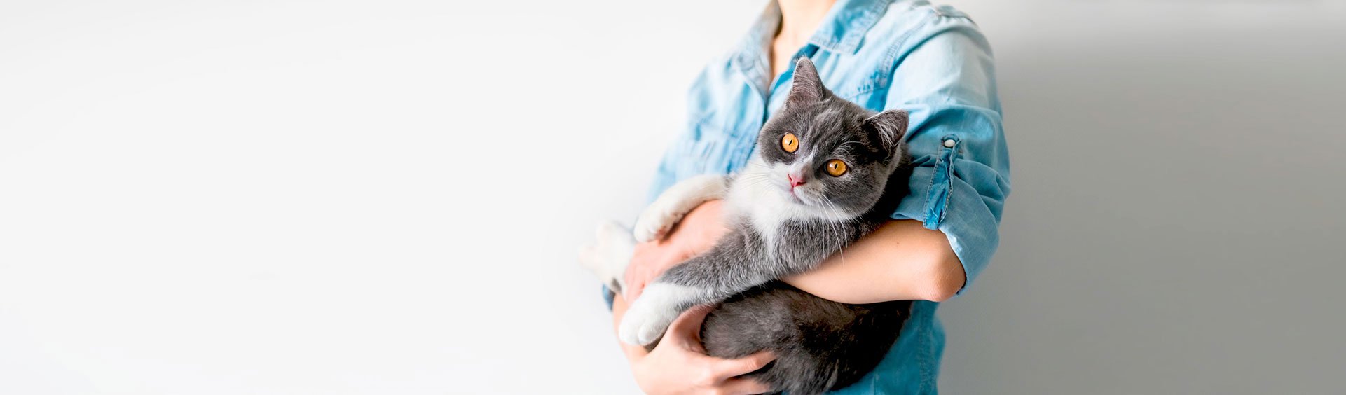 A person in a denim shirt holds a grey and white cat with orange eyes.