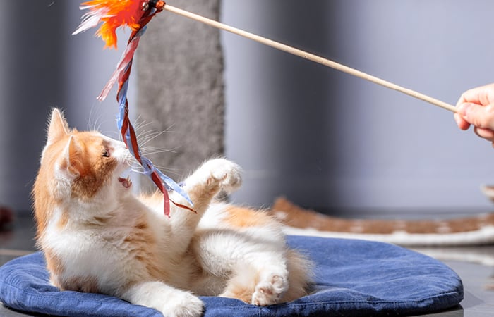 kitten playing with a feather stick