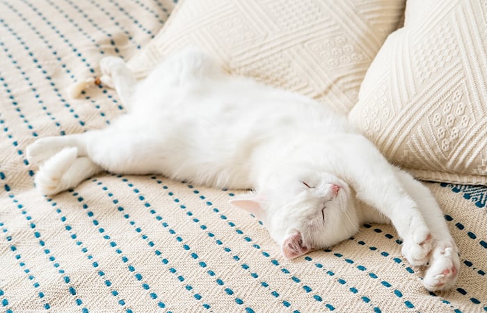 a white cat stretches out on a blue and white blanket