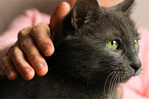 A black cat headshot staring at something