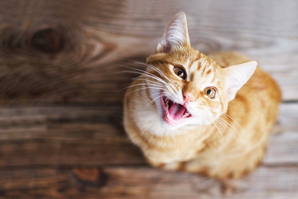 ginger cat meowing