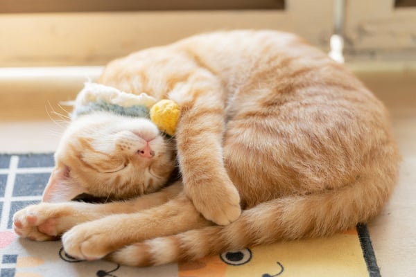 ginger cat sleeping