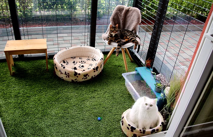 two cats in a play area