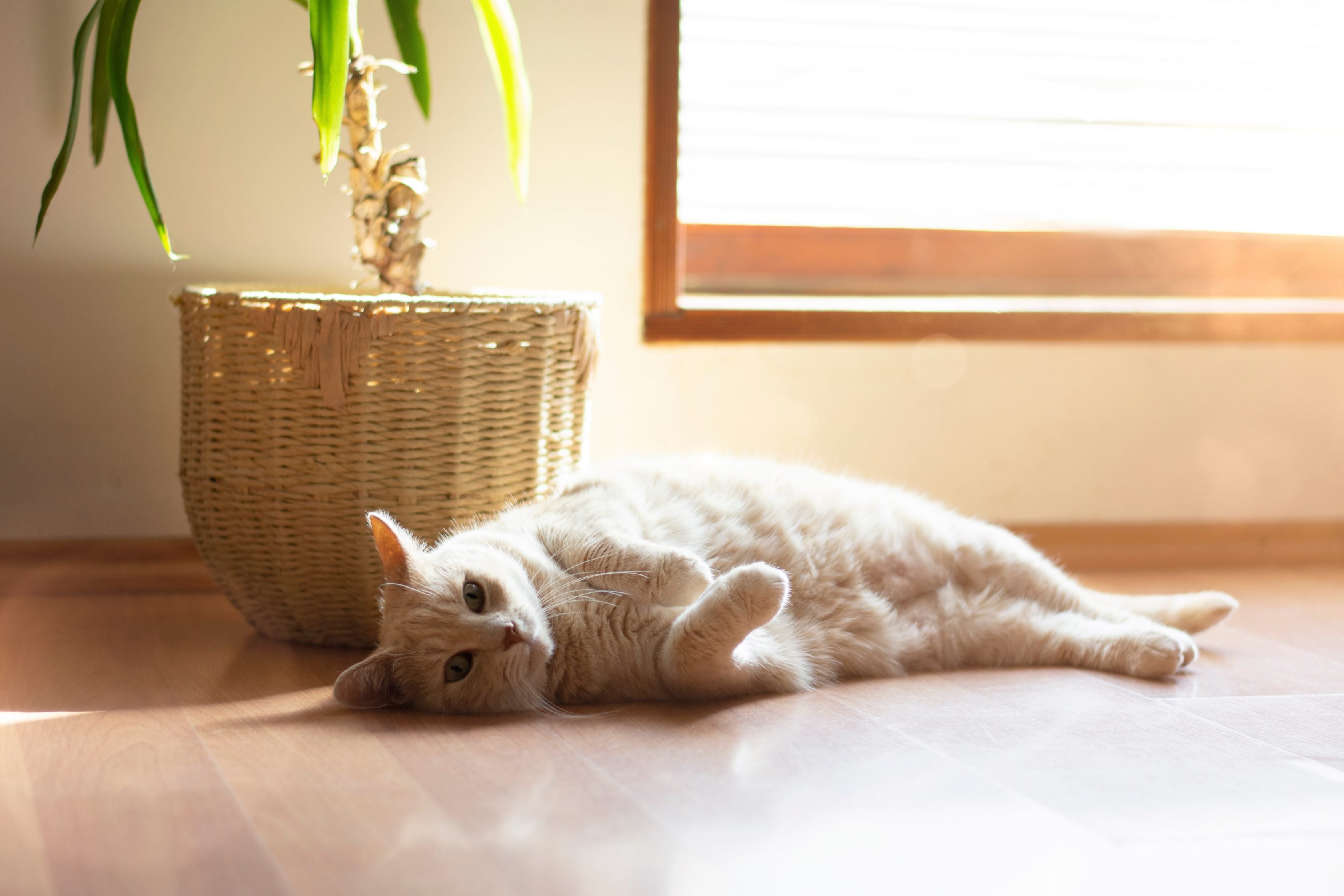 a light grey cat lies on her side on a wooden floor with a plant in a wicker basket behind her