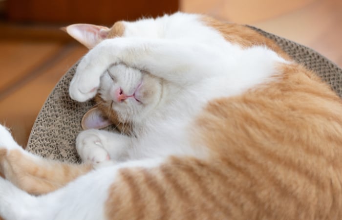 a white and ginger cat sleeping
