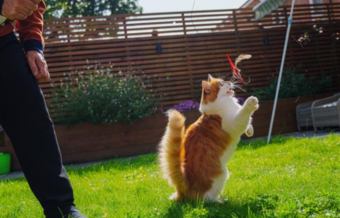 a white and ginger cat plays with a feather toy in a sunny garden