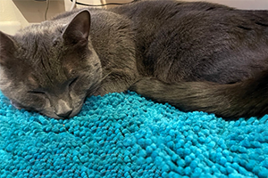 A black cat is sleeping on a rug.