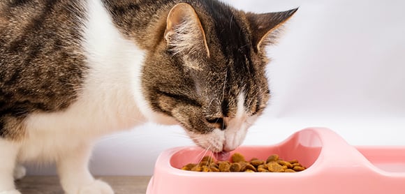 A brown and white tabby cat eats kibble from a pink food bowl.