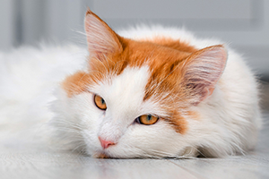 A fluffy white and orange cat with amber eyes rests its head on the floor, looking directly at the camera.