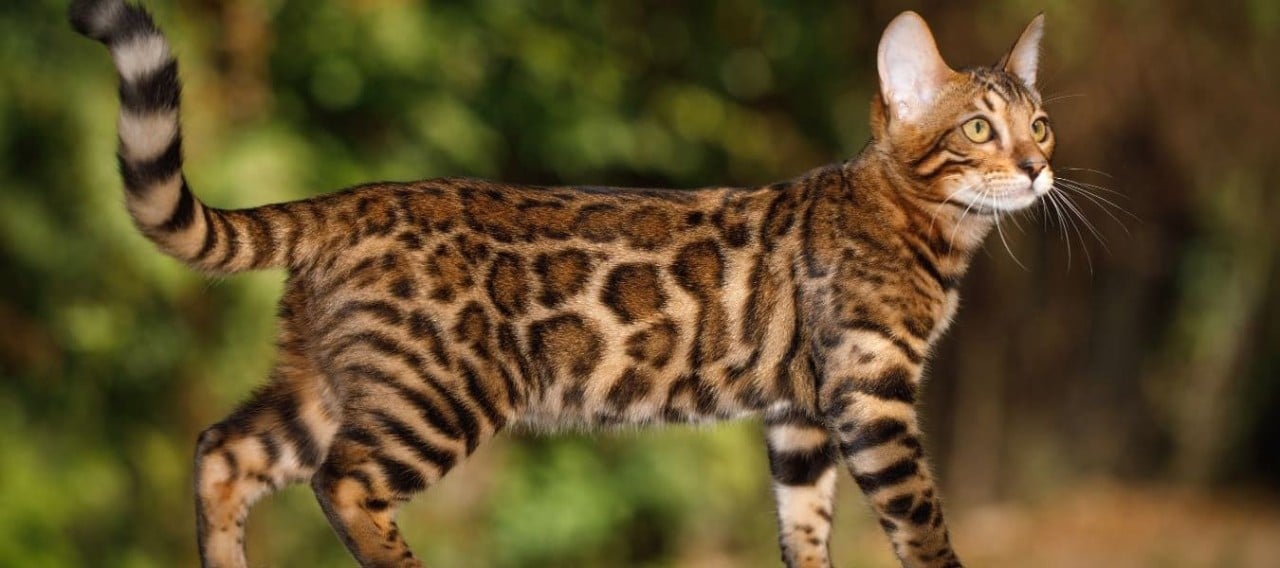 A beautiful Bengal cat with striking spotted and striped fur, looking to the right.