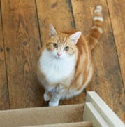 Ginger and white cat sat on wooden floor
