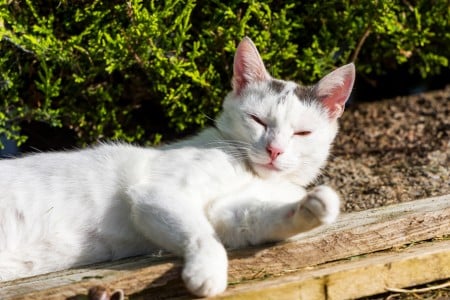 white cat in the sunshine