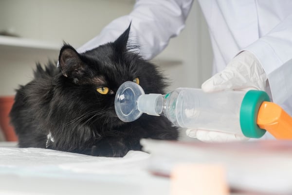 cat using a respirator