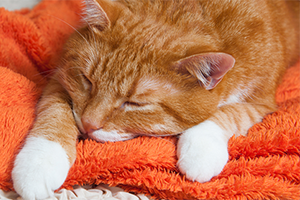 An orange tabby cat with white paws sleeps soundly on an orange blanket.