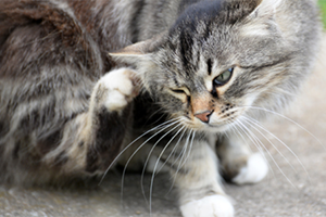 Grey long haired cat scratches ear