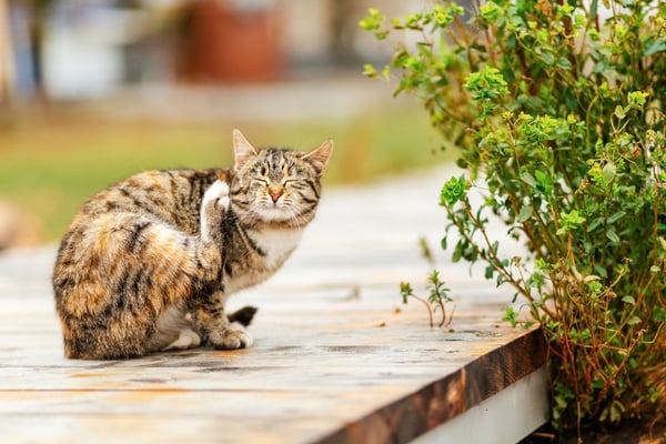 A cat with fleas