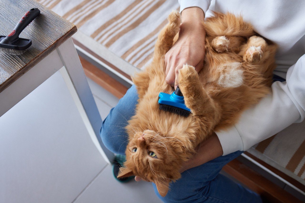 a ginger cat lying on its back being groomed by its owner