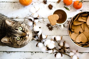 A tabby cat looking up, surrounded by cotton, star anise, tangerines, and heart-shaped cookies.