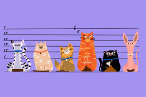An illustration of six different cats standing in a line, as if in a police lineup, with height markers.