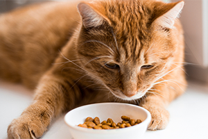 A ginger cat is lying down in front of a bowl of food.