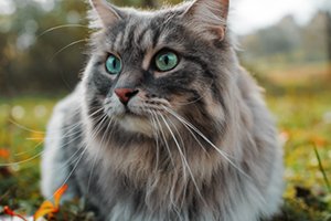 A fluffy gray tabby cat with bright green eyes looks to the right, sitting in green grass.