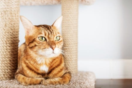 Ginger and white cat sat on wooden floor