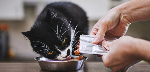 A black and white cat is being poured wet cat food.