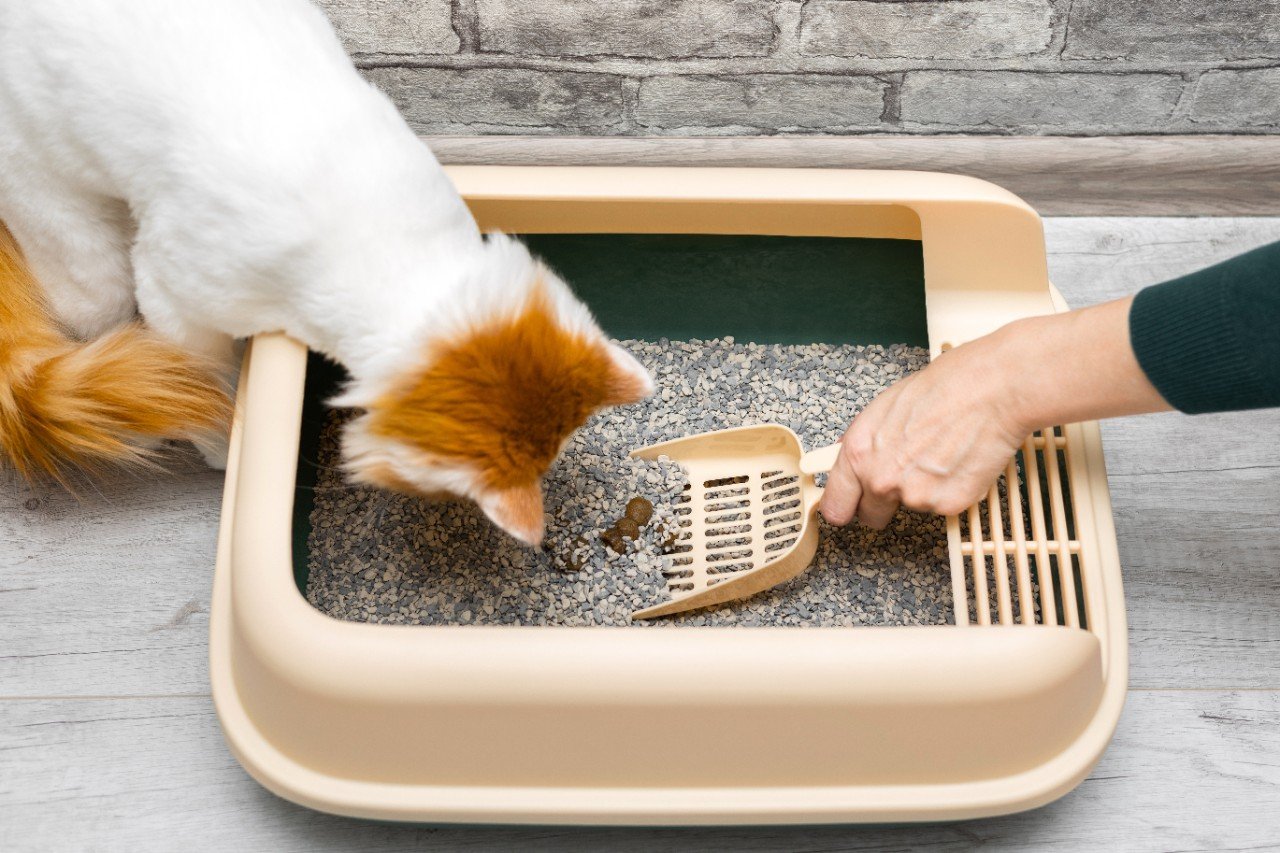 a cat looking into a litter tray whilst someone scoops out the litter