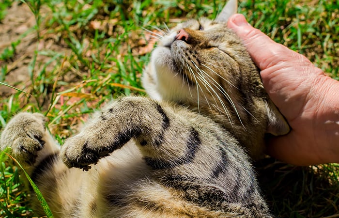 A Cat enjoys being petted