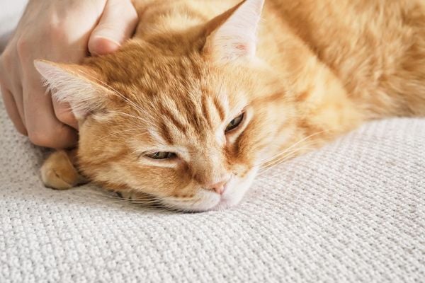 ginger cat looking relaxed whilst being pet