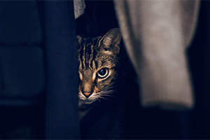 An anxious-looking grey cat is hiding behind some clothes.