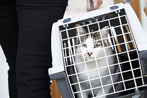 A white and brown cat in a cat carrier cage.