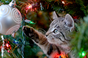 A tabby cat with green eyes reaches out to touch a silver ornament on a Christmas tree.