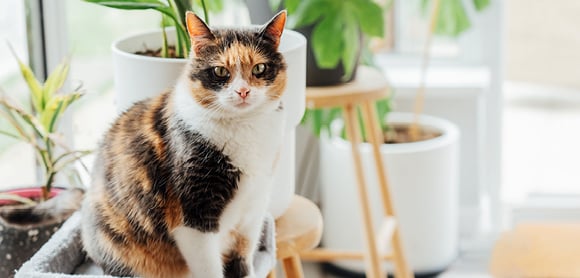 A calico cat sits on a light gray pet bed, looking at the camera. Potted plants are in the background.