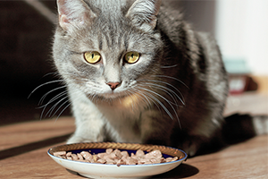 A grey tabby cat is in front of a bowl of food.