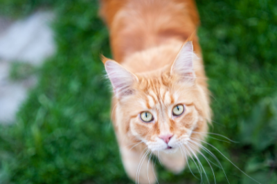 An orange tabby cat with green eyes looking up at the camera from a grassy background.