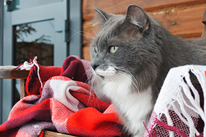 A long-haired fluffy grey and white cat sitting comfortably on a red blanket.