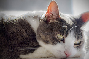 A gray and white cat with green eyes rests its head on the floor, looking to the right.
