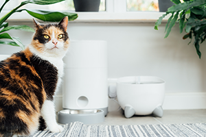 An older-looking calico cat sitting on a rug indoors alongside a pet food dispenser and a water fountain.