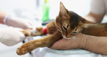 a cat receiving treatment at a vets